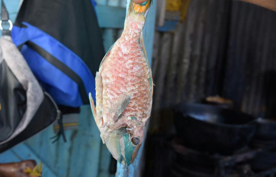 Siguen vendiendo pez loro en Boca Chica pese a prohibición de Medio Ambiente