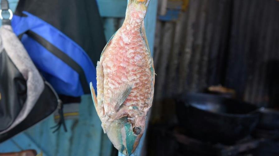 Siguen vendiendo pez loro en Boca Chica pese a prohibición de Medio Ambiente