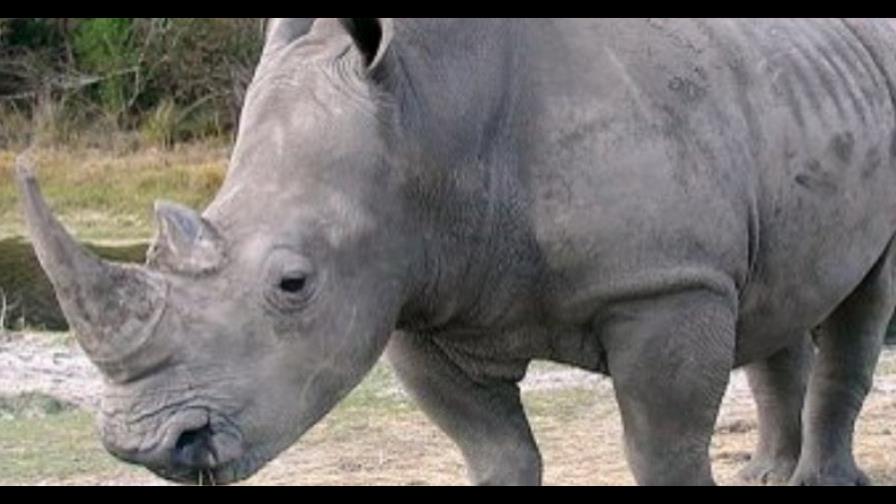 La población de rinocerontes aguanta estable y saludable en la India