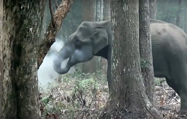 VIDEO: Científicos captan imagen de un elefante “fumando”