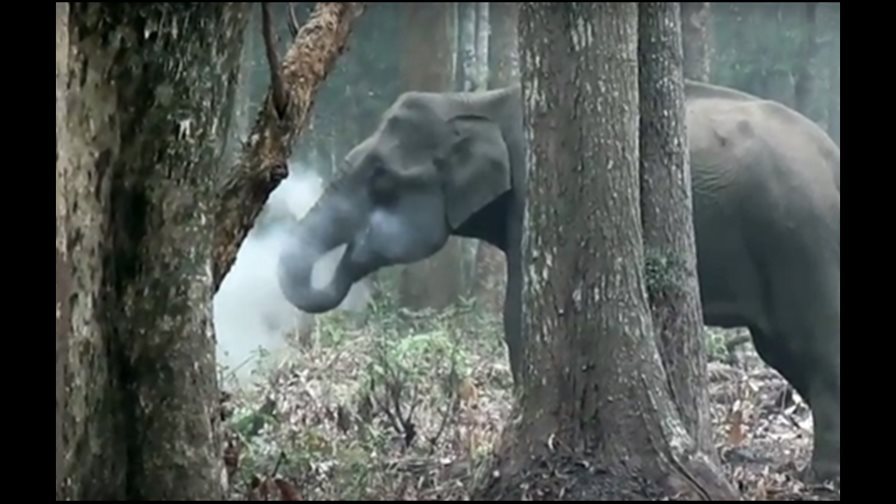 VIDEO: Científicos captan imagen de un elefante “fumando”