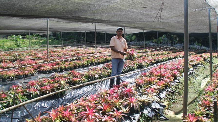 Flores que atraen turistas en Hato Mayor