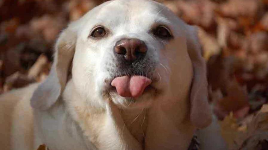 El pedigrí El pedigrí