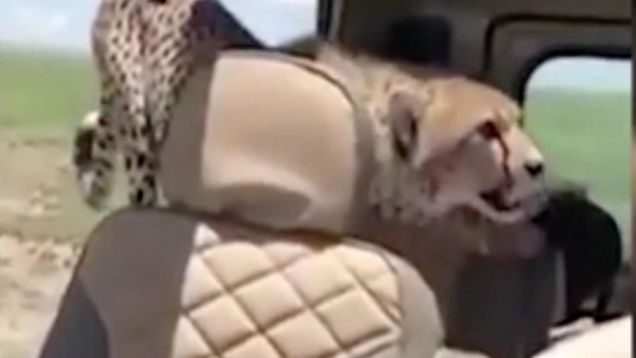 #Loviral: Guepardo entra a vehículo de turistas #Loviral: Guepardo entra a vehículo de turistas