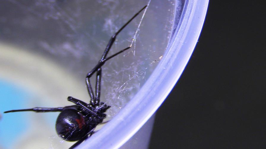 Estudio abre la vía a nuevas vacunas en enfermedad transmitida por garrapatas 