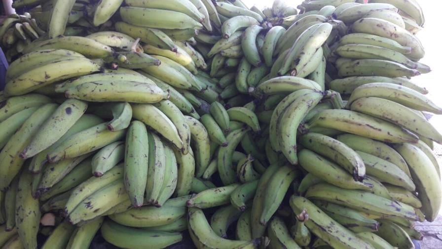 Plátanos se venden hasta un 200% más que el costo en finca Plátanos se venden hasta un 200% más que el costo en finca