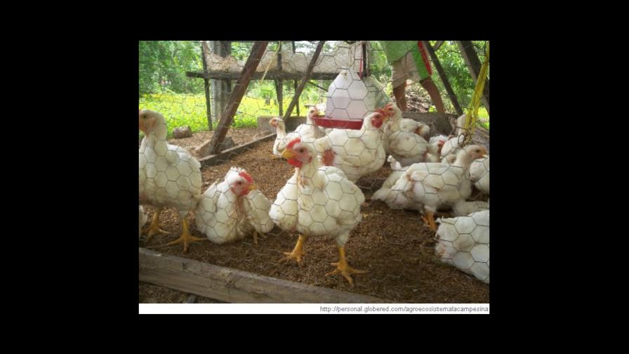 Asopollon dice escasez y alza de pollo es por especulación