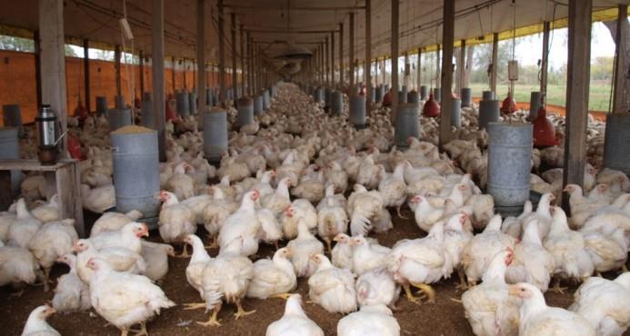 Asociación de Avicultura afirma que hay estabilidad en precios y abastecimiento de pollo
