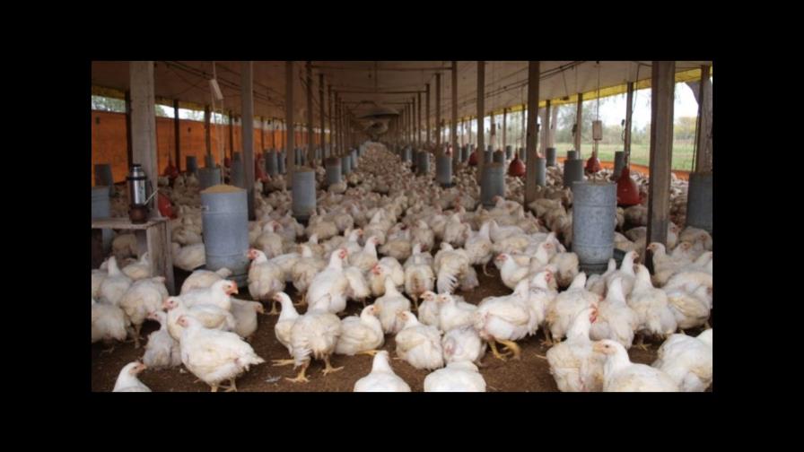 Asociación de Avicultura afirma que hay estabilidad en precios y abastecimiento de pollo