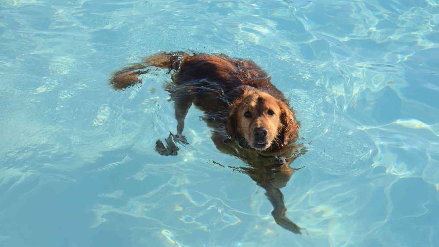 El perro huele mal si se moja... El perro huele mal si se moja...