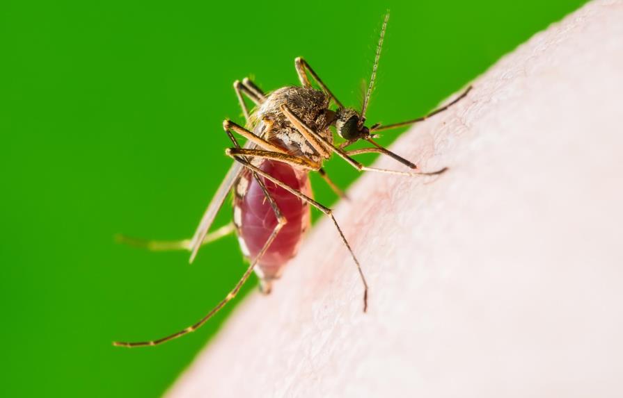 Salud Pública registra siete muertes por dengue 