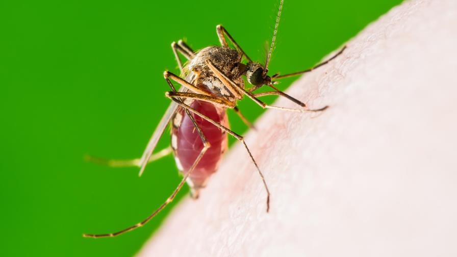 Salud Pública registra siete muertes por dengue 