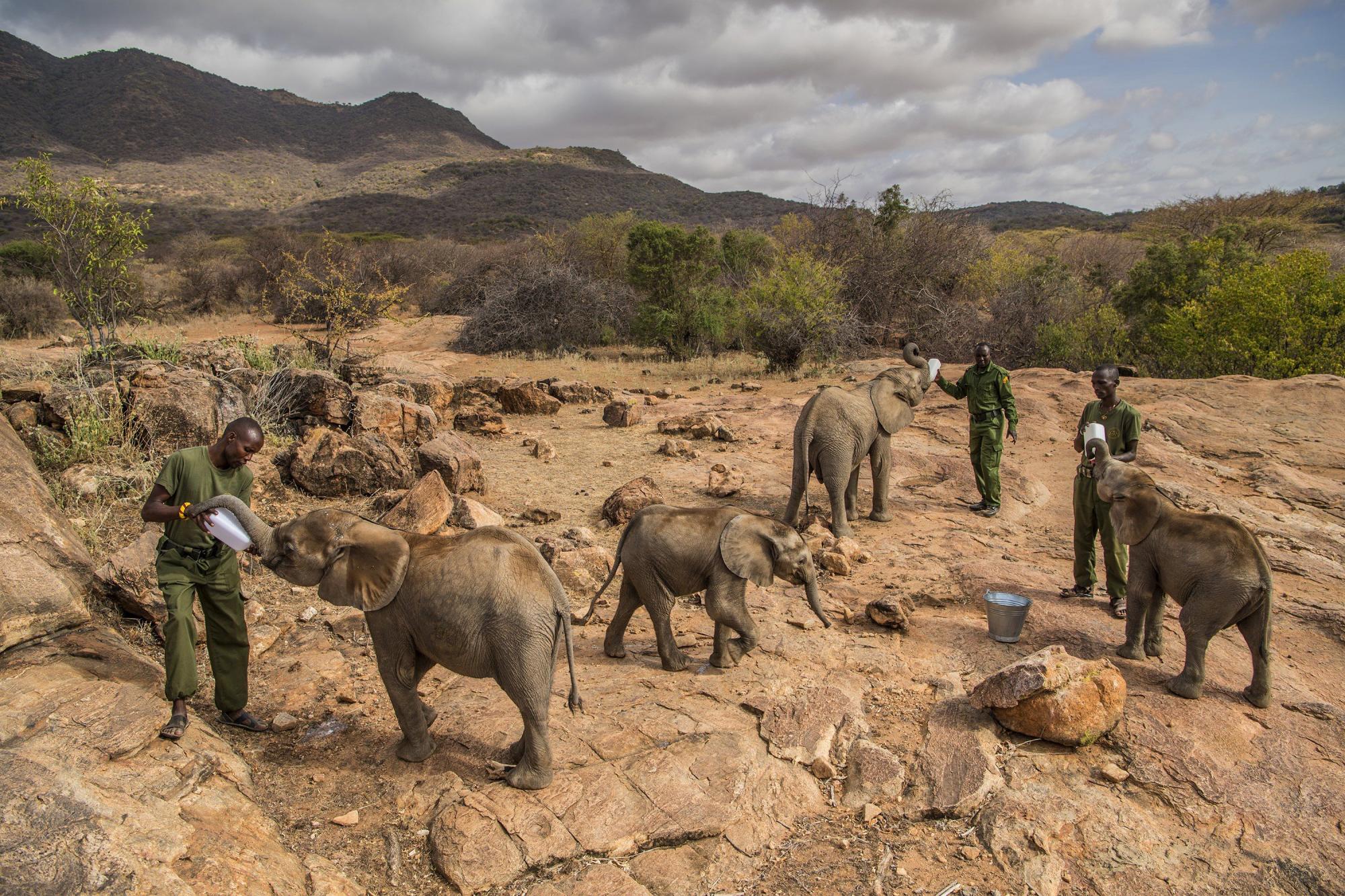 Imagen captada por la fotógrafa Ami Vitale, ganadora del primer premio de la categoría Nature - Stories. La foto muestra a un grupo de trabajadores alimentando elefantes bebés en el Santuario Reteti Elephant, en el norte de Kenia, el 11 de febrero de 2017.