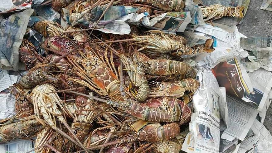 Jaquimeyes: Incautan 172 langostas en veda Jaquimeyes: Incautan 172 langostas en veda