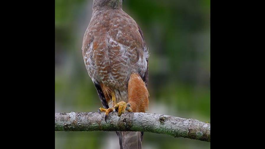 El Festival de las Aves Endémicas del Caribe 