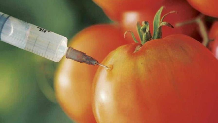 Investigadores discrepan sobres efectos de transgénicos en la salud