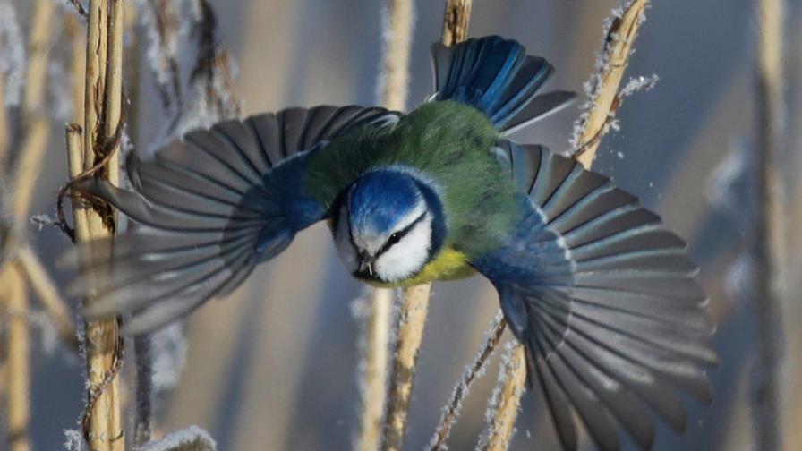 Calentamiento global altera hora de la cena de la naturaleza