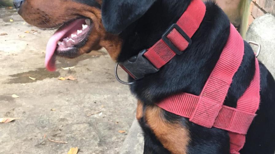 Franklin Almeyda dice que los senadores escuchan menos que sus perros Franklin Almeyda dice que los senadores escuchan menos que sus perros