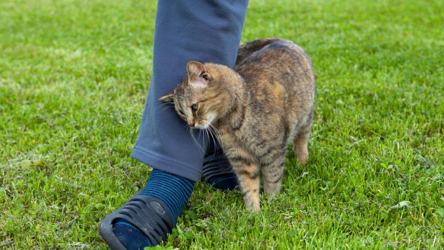 Los gatos son cariñosos