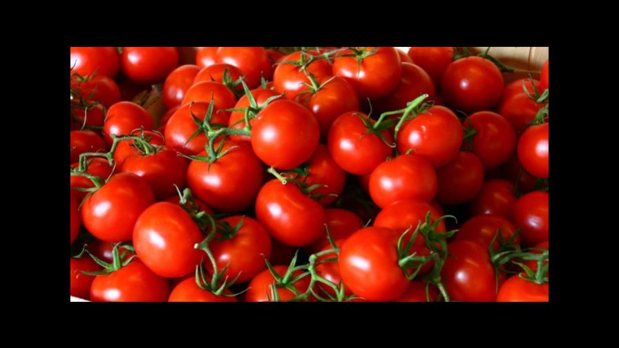 La producción del tomate industrial mueve RD$100 millones al mes
