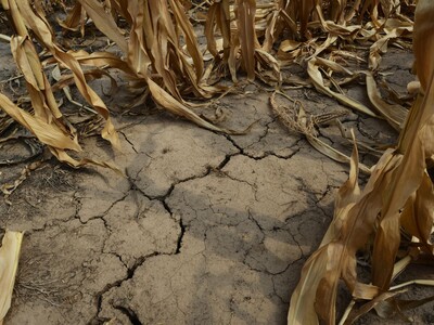 Más de la mitad de Inglaterra sufre sequía: agencia medioambiente