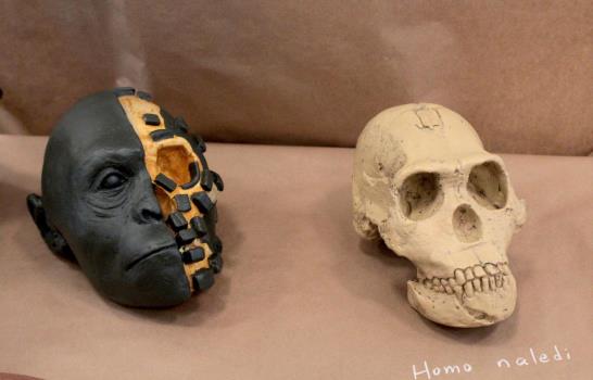 El Homo naledi, el misterioso eslabón de la evolución humana
