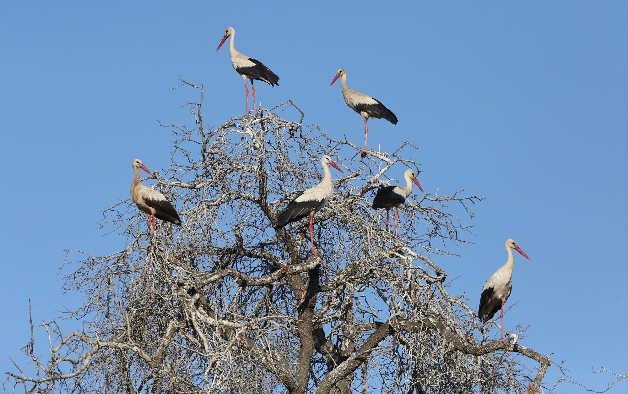 Posado de cigüeñas