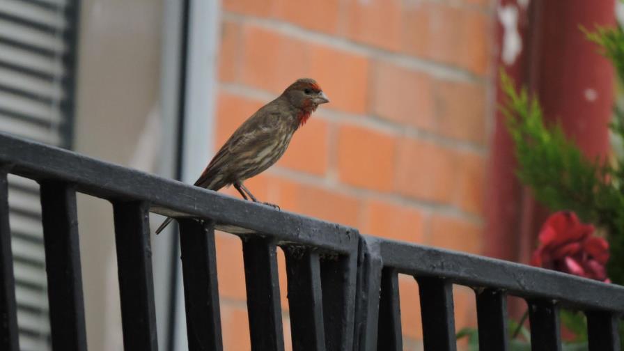 El caos sonoro, una amenaza que enfrentan las aves en las ciudades