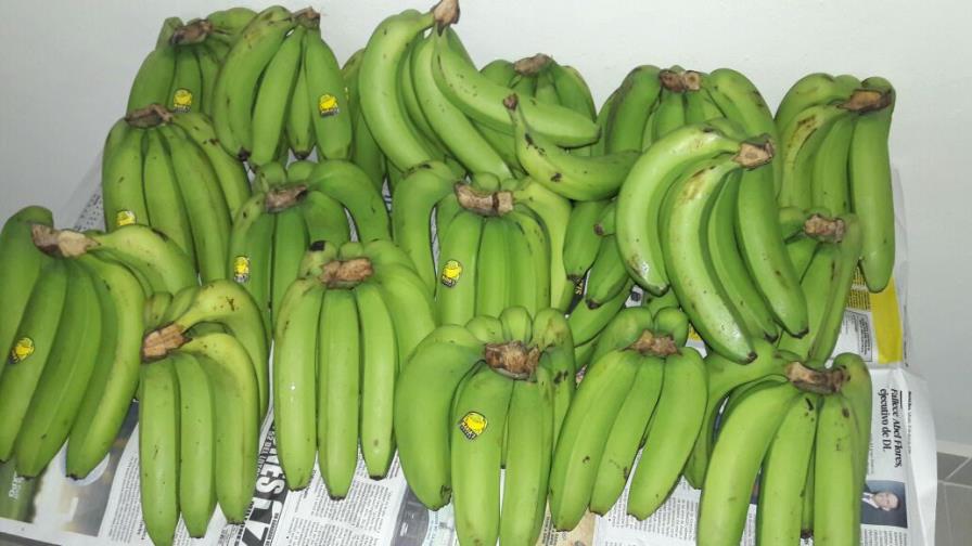 Exportaciones de banano  podrían incrementarse si se mejora cadena de frío en la República Dominicana 