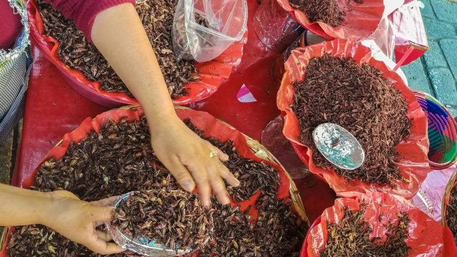 Plantas de México perviven a la cultura de los indígenas