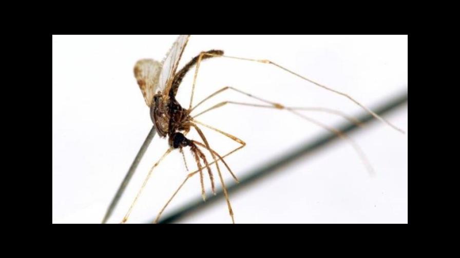 Descubren cómo aumentar niveles de fármaco contra la malaria en el mundo