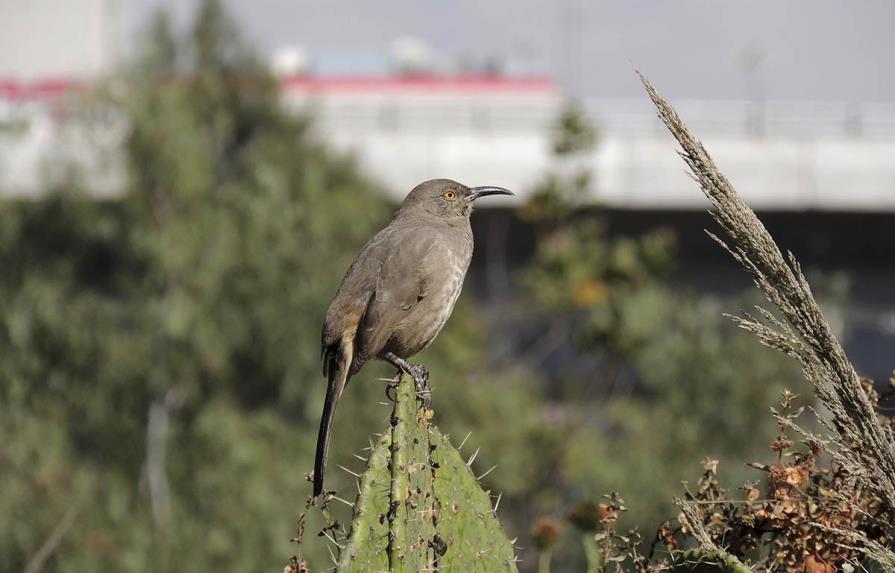 El caos sonoro, una amenaza que enfrentan las aves en las ciudades 