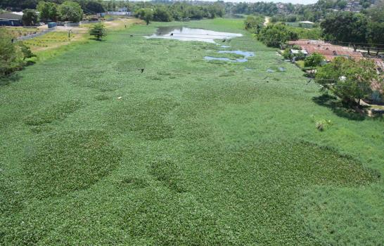 Río Isabela, cubierto por una alfombra de jacintos de agua 
