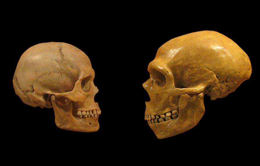La forma del cerebro de los neandertales pudo contribuir a su extinción