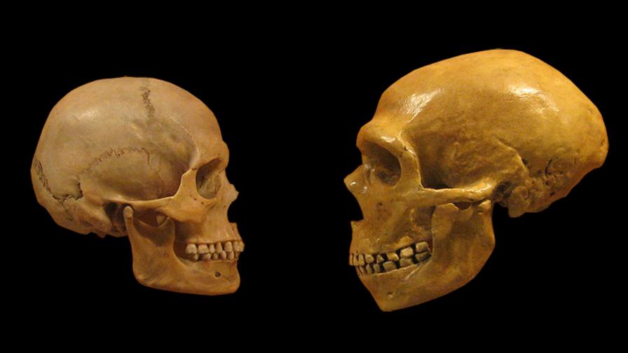 La forma del cerebro de los neandertales pudo contribuir a su extinción La forma del cerebro de los neandertales pudo contribuir a su extinción