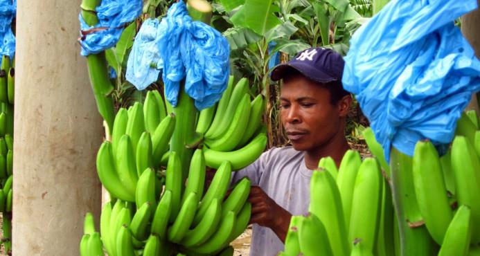 El 55 % de la producción nacional de banano se registra en Montecristi