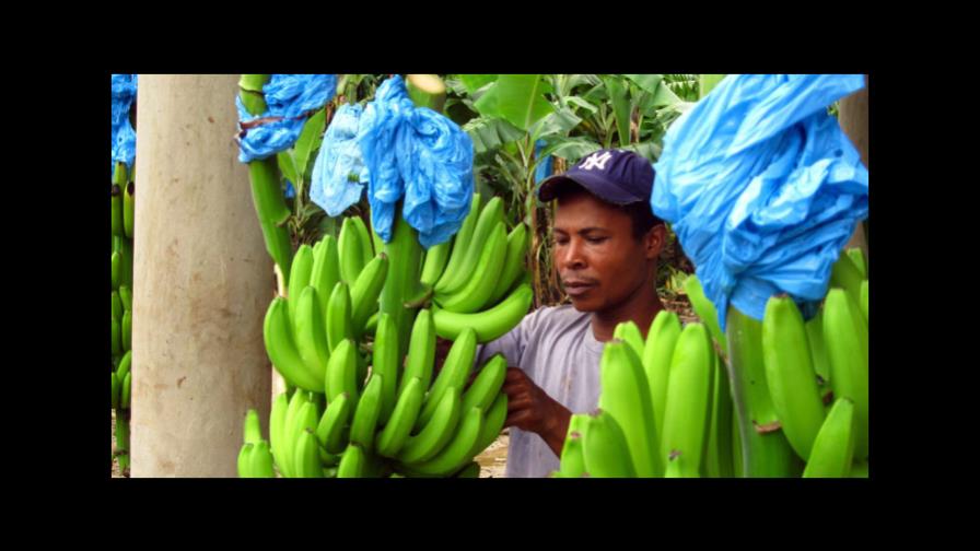 El 55 % de la producción nacional de banano se registra en Montecristi