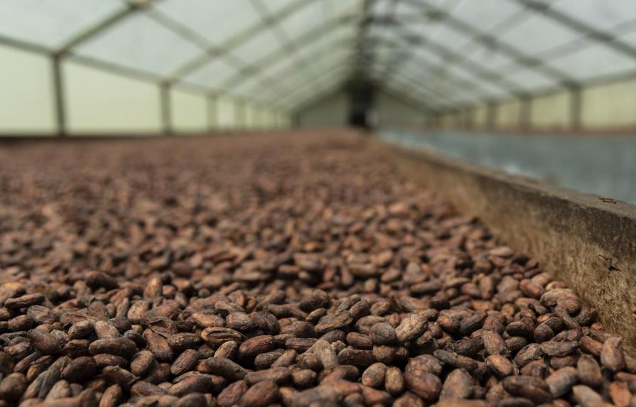 Cacao orgánico, desde la siembra hasta la exportación