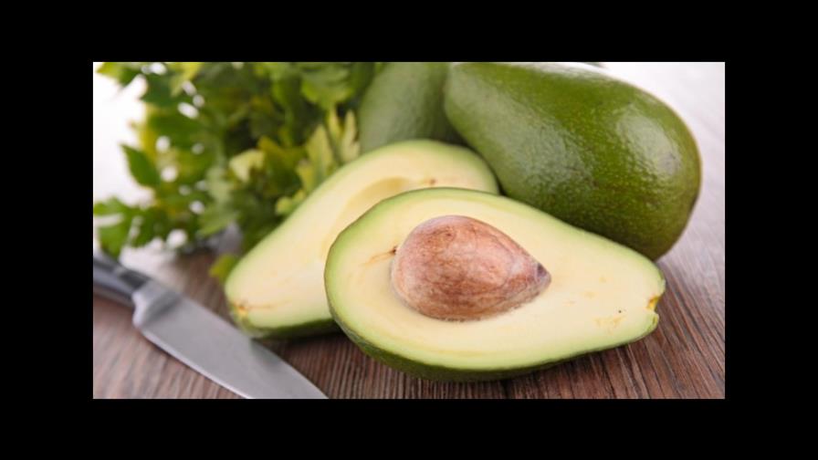 Cuba busca producir aguacate todo el año con un nuevo sistema de siembra