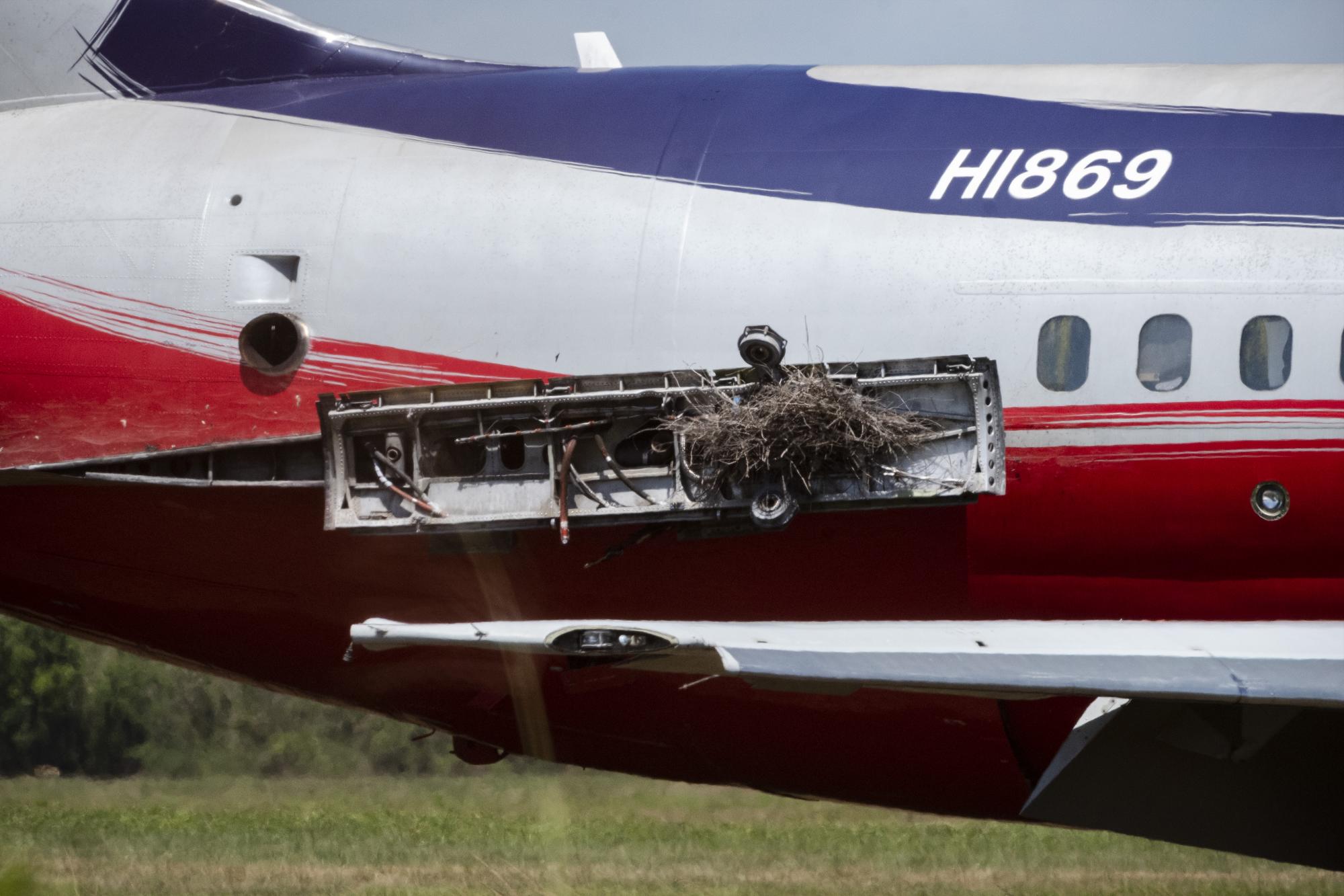 Un nido construido en uno de los aviones de PAWA estacionados en el Aeropuerto Internacional de Las Américas.