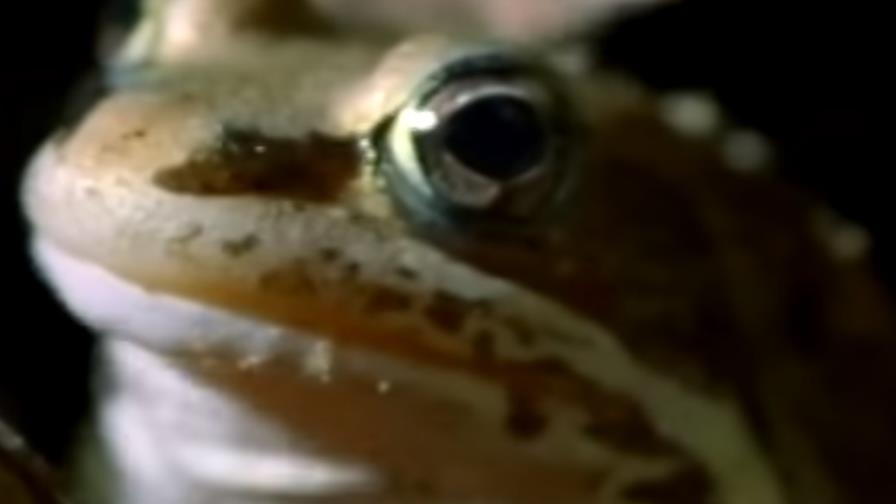 ¿Cómo logra sobrevivir esta rana congelada en el invierno?