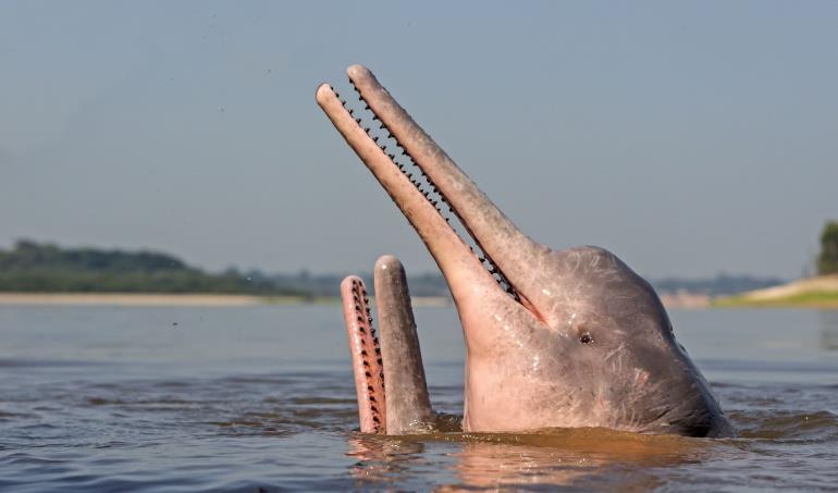 Los delfines de río están disminuyendo abruptamente en la cuenca del Amazonas 