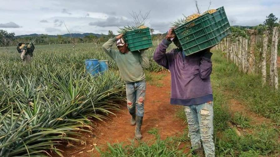 Monte Plata busca convertirse en la principal  productora de piñas del país