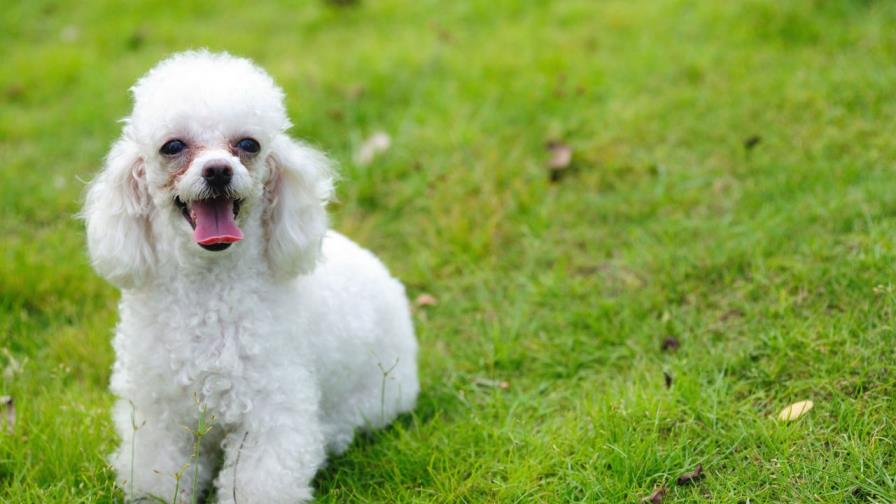 La mascota tiene problemas respiratorios