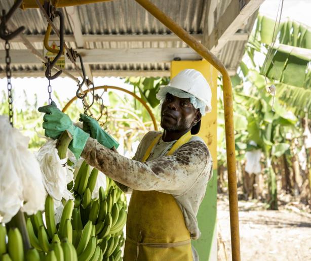 Las manos que producen el banano dominicano