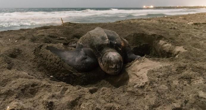 Medio Ambiente trabaja en la protección y  preservación de tortugas marinas