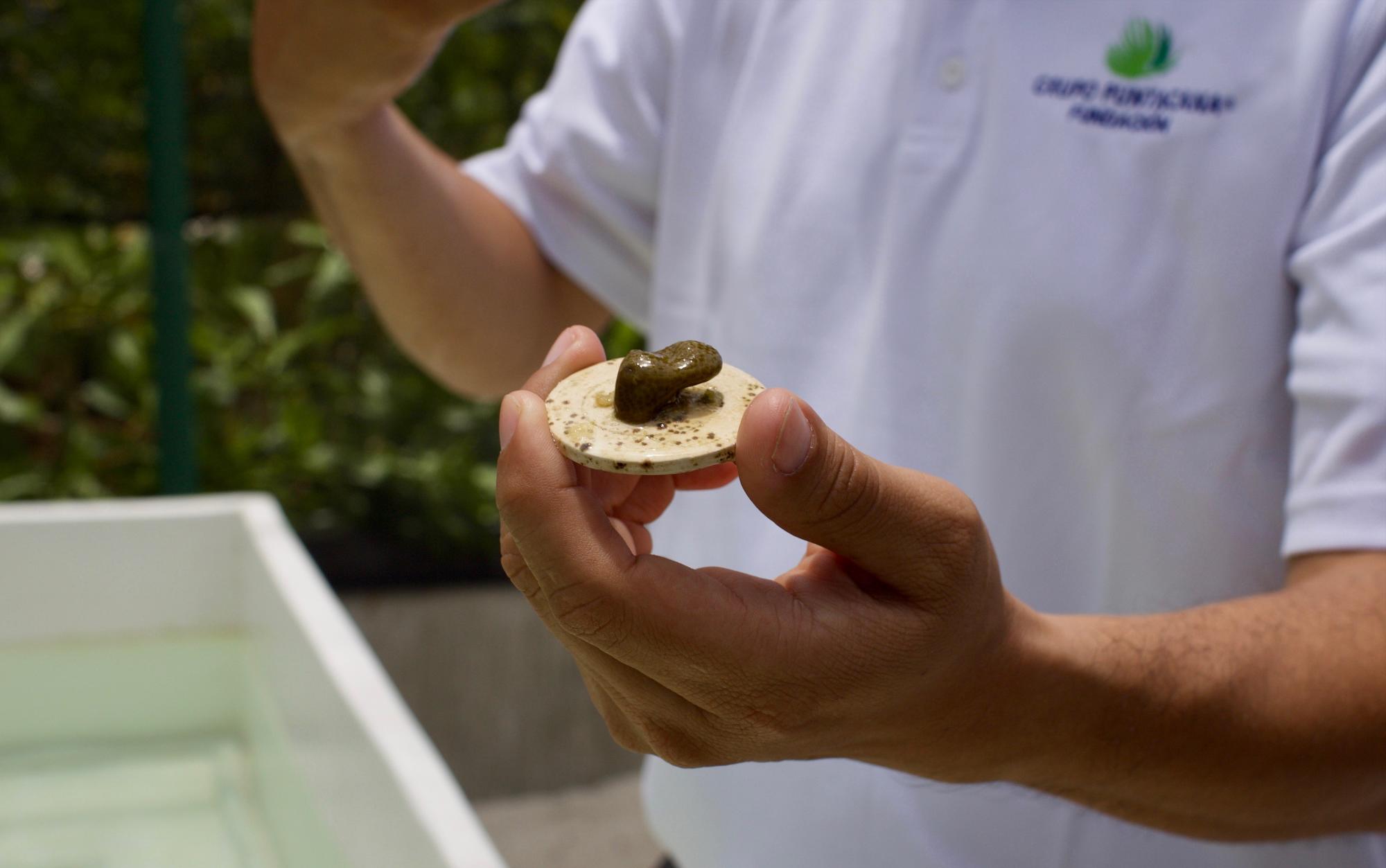 Coral cortado y en proceso de microfragmentación.