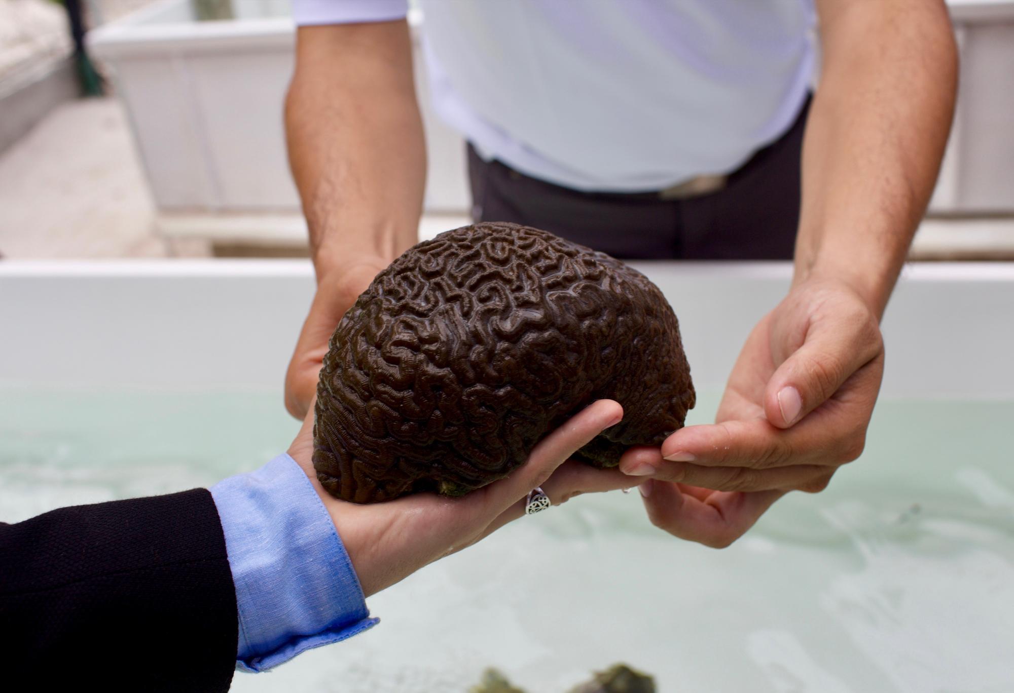 Coral Cerebro, luego del proceso de microfragmentación.