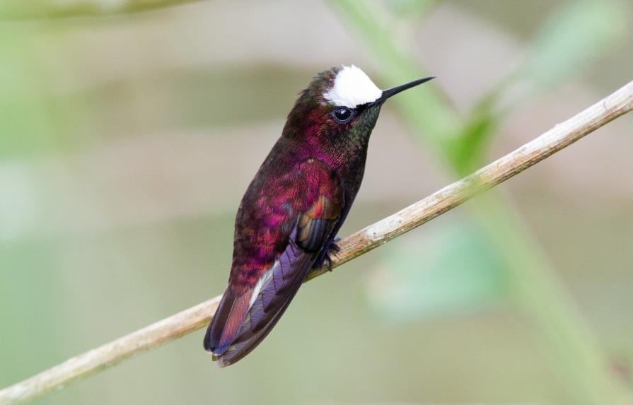 Panamá domina en Centroamérica en avistamiento de aves 
