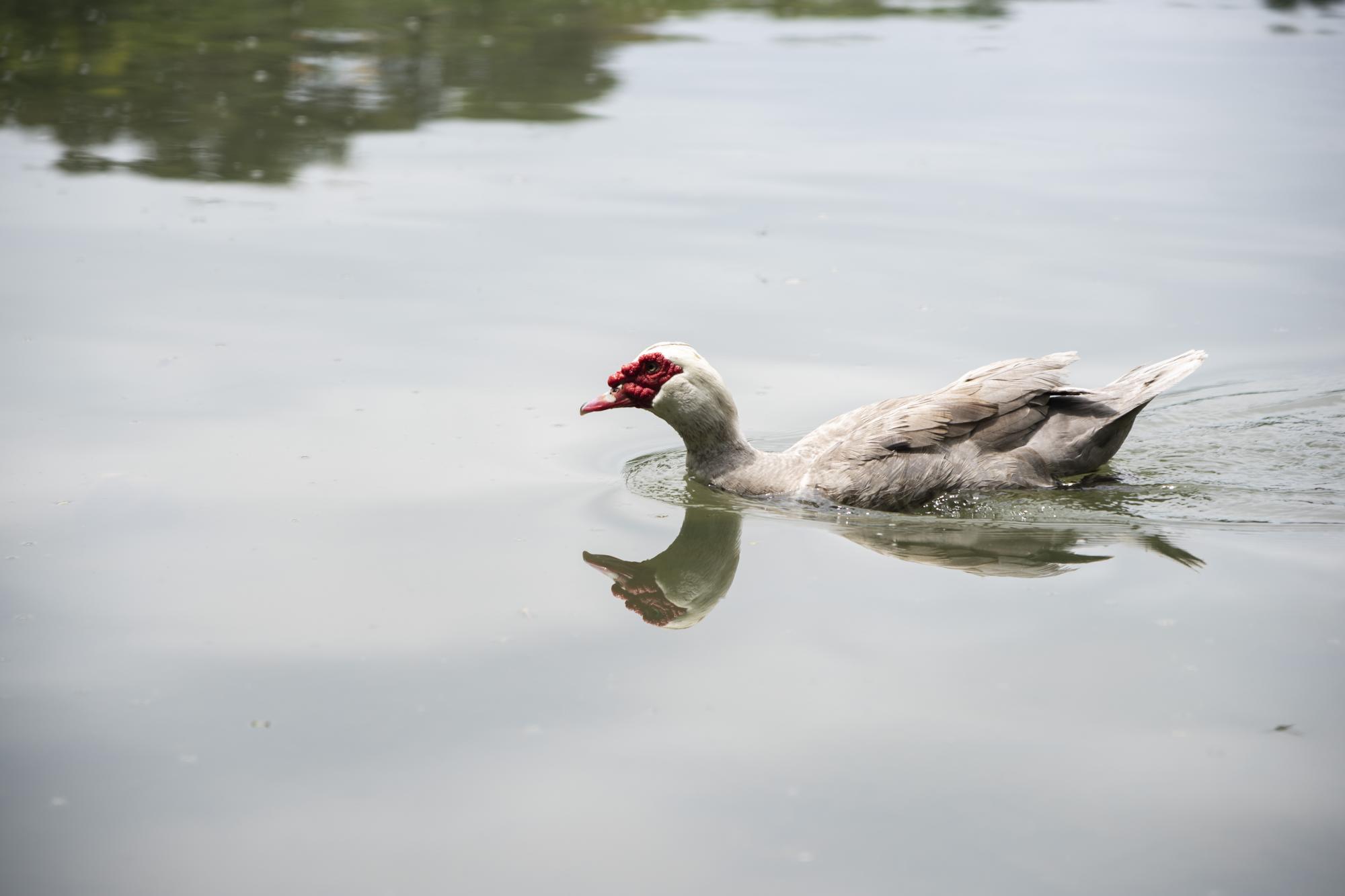 En el lugar hay una crianza de patos y gansos como parte de los atractivos